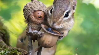 ช่วงเวลาแห่งการเยียวยาของโอคากิจินกับสัตว์ตัวน้อย