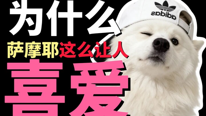 Why are Samoyeds so beloved? (Remastered Edition)