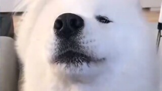 Samoyed: This is my original skin