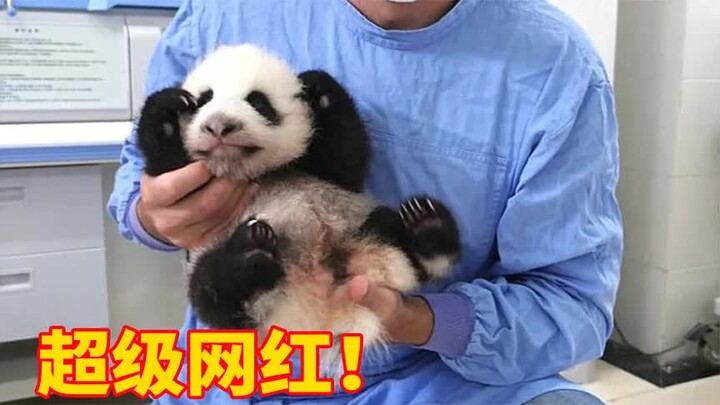这只大熊猫宝宝出生时，轰动整个法国，第一夫人为它取名纪录片