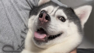 Những yêu cầu mà các bạn đặt ra khi tìm người yêu, những người nuôi chó đều có hết đấy.