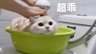 你怎么能偷看小猫咪洗澡呢？