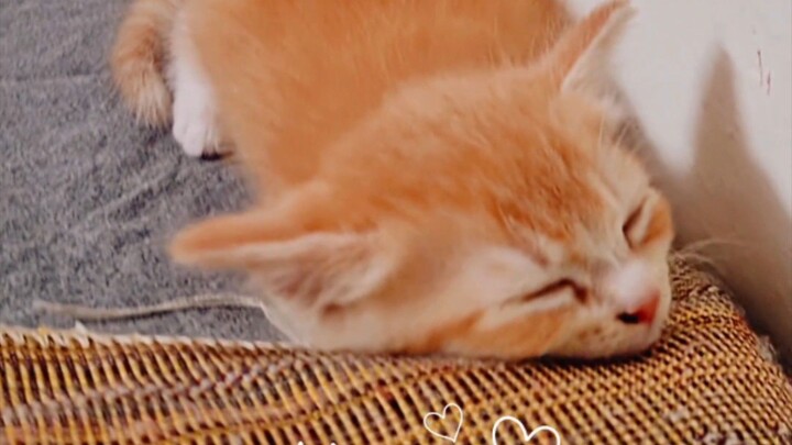 Cats Always My Favorite