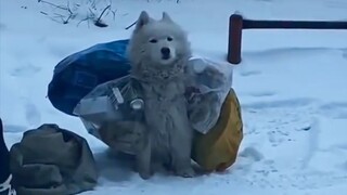 "A dog won't mind your poverty, because you are all it has in its eyes!"