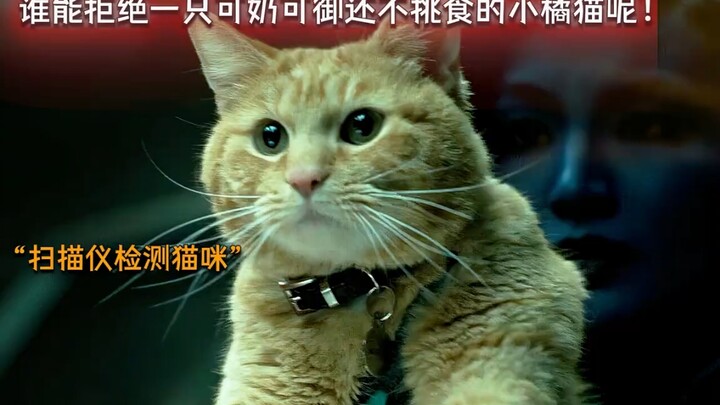 On the surface, it’s a cute, clingy kitten, but behind the scenes, it’s actually a Yuan-Eating Beast