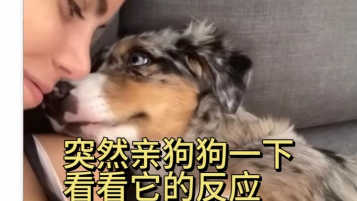 رأس الكلب صغير جدًا، ولا يتسع إلا لحبه لك.