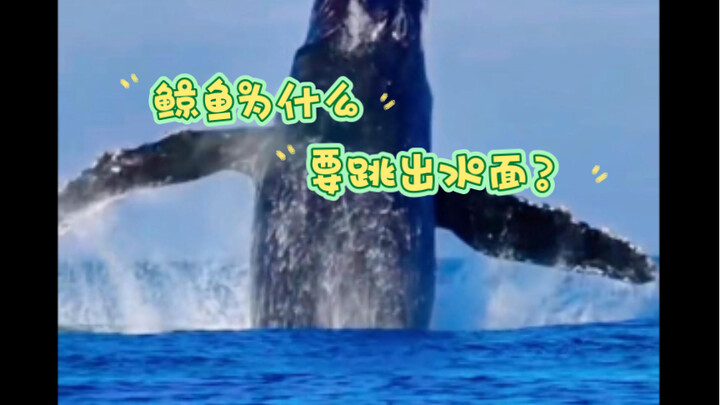 Why do whales leap out of the water? It's much more than just a display of power.