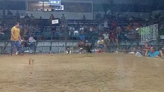 second fight win champion 💪🏆