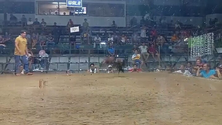 second fight win champion 💪🏆