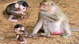Awesome Beautiful Baby Monkey Strange To Out Side, Monkey Catch Her Baby 's Tail Not Let