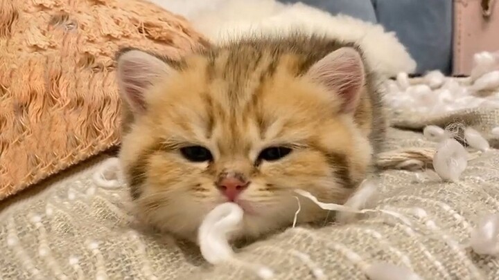 The little kitten was playing just a second ago, and now it’s already fast asleep!