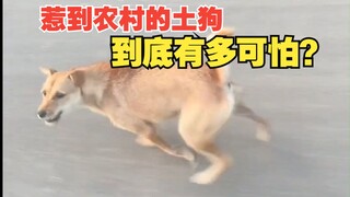 Why should you never provoke the local dogs in the countryside?