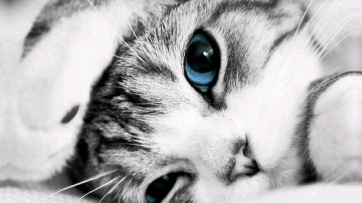 jedak jeduk X  kucing X dark side alan Walker