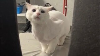 Do You Want to Dance Too?