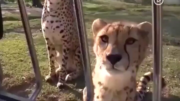 แมวตัวใหญ่ส่งเสียงร้องน่ากลัวเหมือนจริง