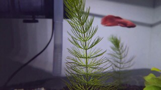 水草：四週後，Aquatic planted for four weeks