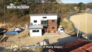 Dogs are Incredible Ep 27