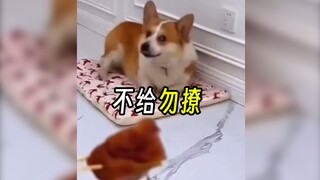 ربما لا أكون إنسانًا، لكنك كلب حقيقي