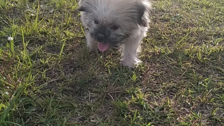 dampi video with bruha