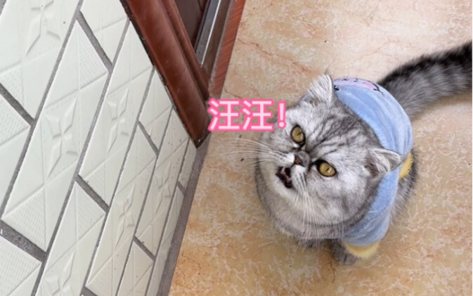 Mom said: 3+2-5 = woof woof