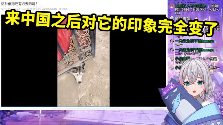 Xem “Loại chó ngốc này có cần nuôi nữa không” – cô gái Nhật Bản tự nhiên, dễ thương khiến mình cười 