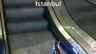 The cat got trapped in the elevator