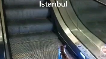 Mèo bị kẹt trong thang máy