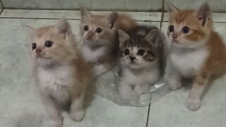 Kucing Lucu