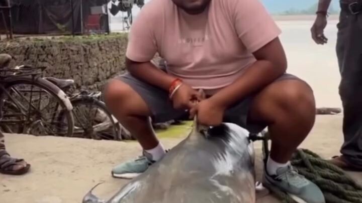 Nepal ka fish,, Masli