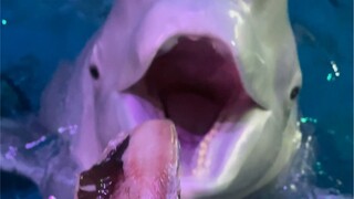 白鲸吃东西是不需要咀嚼的呦