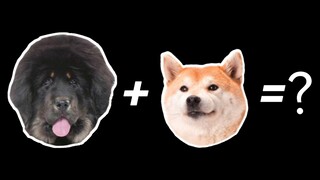 Tibetan Mastiff + Shiba Inu = ???