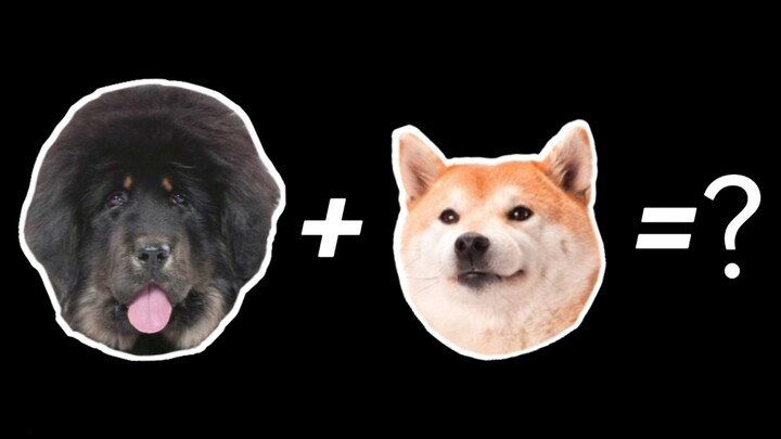 藏獒+柴犬=？？？