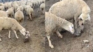 可爱！国外小小牧羊犬上岗第一天被羊群聚众围观：你断奶了吗？