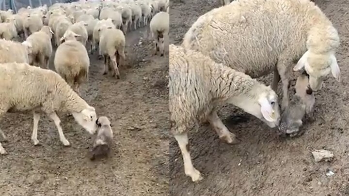Adorable! A flock of sheep gathered around a little sheepdog on its first day of work: "Have you bee
