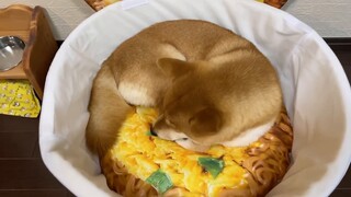 Nissin gave A-Chai a gift. Japanese netizens said: This is better than the advertisement! !