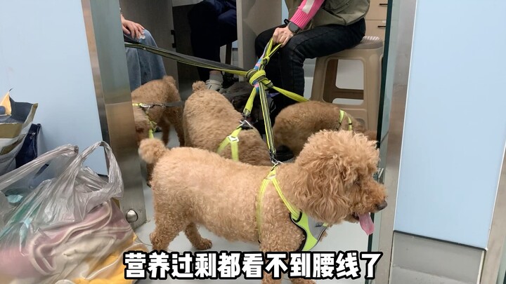 A whole family of five dogs has come to the hospital for some “teamwork”!