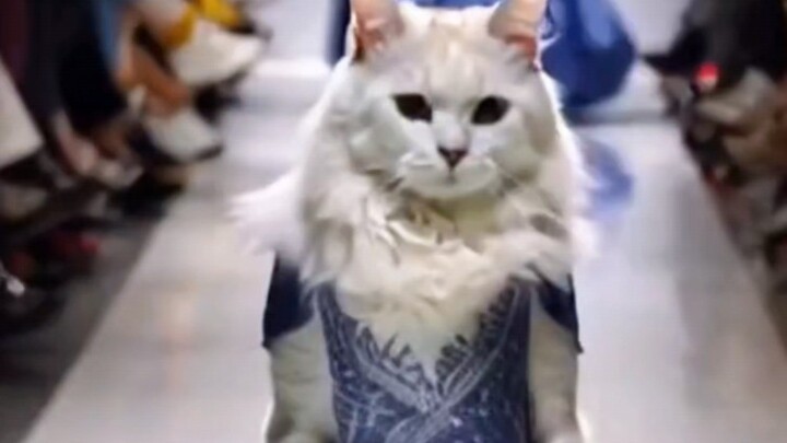 Cat catwalk arena