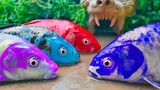 Stop Motion ASMR  Berbagai Ukuran KOI Menangkap Ikan Emas Warna warni | Eksperimen Memasak Lumpur