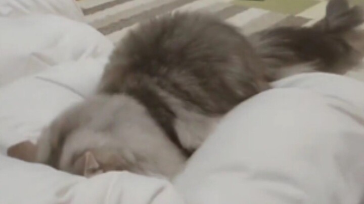 Hãy tập luyện trước đã, đợi mẹ về rồi nhào vào lòng mẹ!