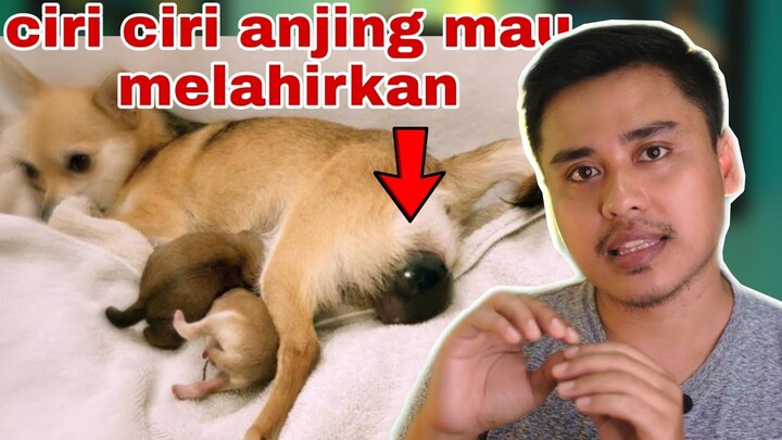 Beginilah ciri ciri anjing mau melahirkan !