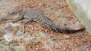 buaya makan buaya