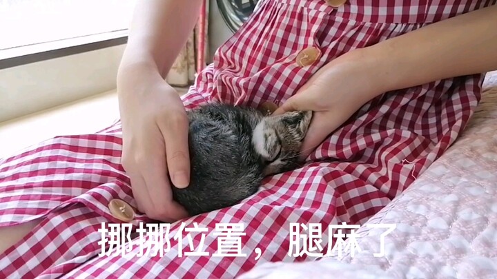[แมวน้อยลายจิ้งจอก] ลูกแมวนอนหลับน่ารักมาก พอขยับที่นอนให้มันหน่อยก็โกรธแล้ว