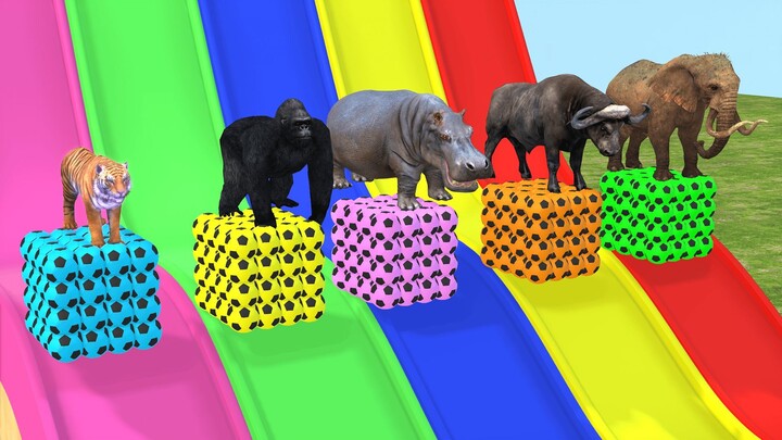 Color Slide Game With Elephant Gorilla Buffalo Hippopotamus Tiger - 3d Animal Game - Funny 3d Animal
