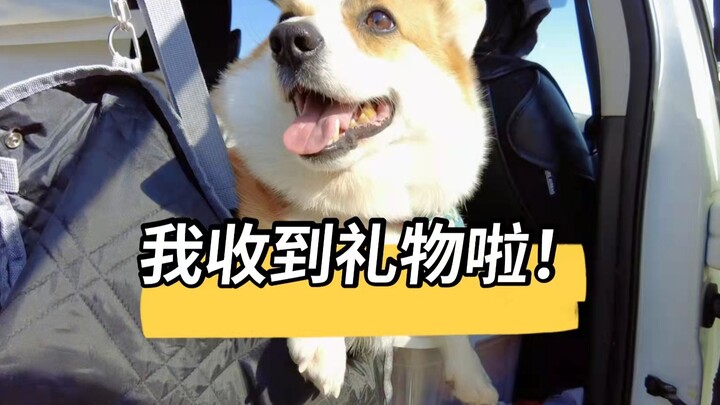 Saat perjalanan liburan bareng si dogo, aku kasih dia hadiah—tapi lihat deh ekspresi matanya, kocak 
