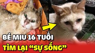 Hành trình tìm lại SỰ SỐNG của bé Miu 16 năm tuổi ❤ | Yêu Lu