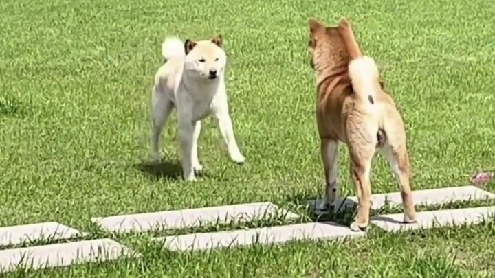Teacher, my shoelaces are untied#Watch it and laugh#Running exercise