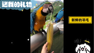 Wow, a gift from a wild animal! Fresh, freshly plucked feathers! This is my story with wild animals!