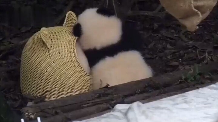 Fengfeng si nakal kecil, nekat mengunci adik perempuannya di dalam keranjang dan tak mau melepaskann