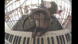 นากเล่นเปียโนไฟฟ้า ตลกและน่ารัก! นาก