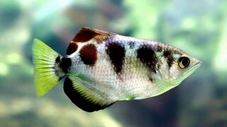 Archerfish ikan pemanah aquarium air tawar